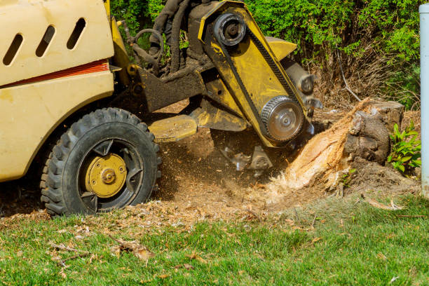 Best Palm Tree Trimming  in Ferron, UT